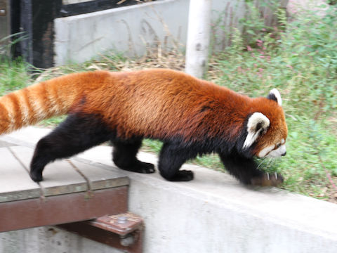 Ailurus fulgens