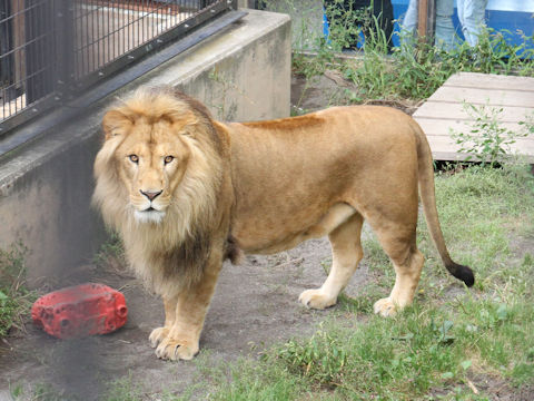 Panthera leo