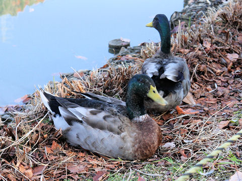 Anas platyrhynchos