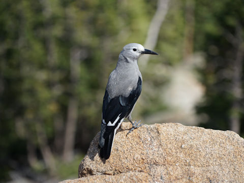 Mimus polyglottos