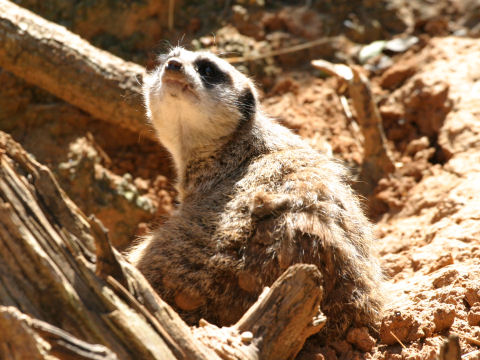 Suricata suricatta