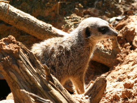 Suricata suricatta