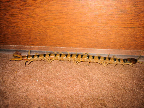 Scolopendra cingulata