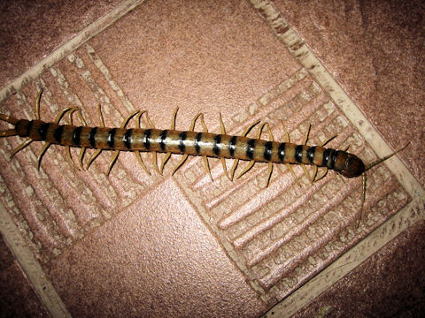 Scolopendra cingulata