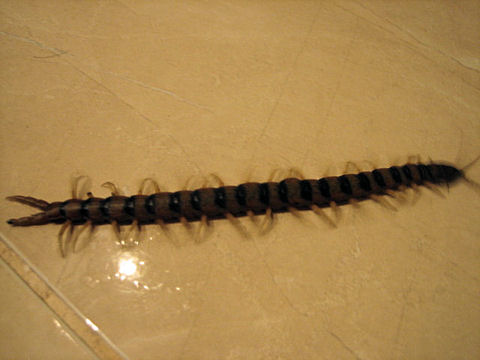 Scolopendra cingulata