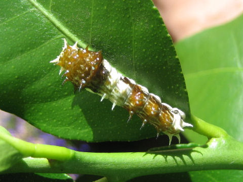 Papilio aegeus aegeus