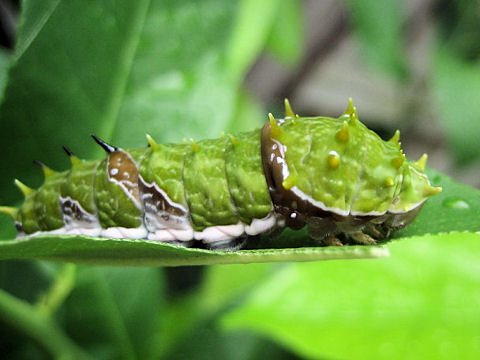 Papilio aegeus aegeus