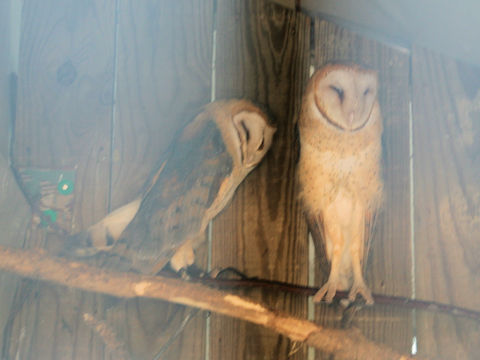 Tyto alba