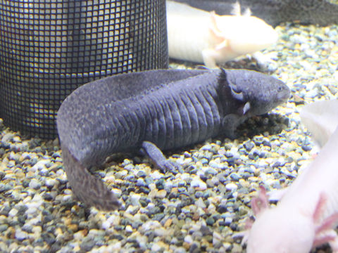 Ambystoma mexicanum