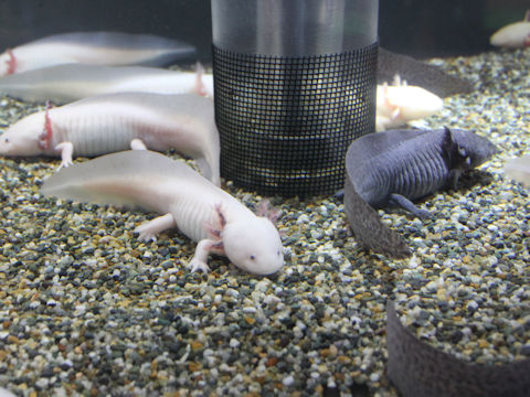 メキシコサンショウウオ Ambystoma Mexicanum