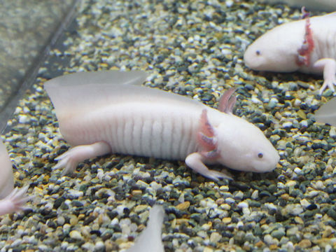 Ambystoma mexicanum