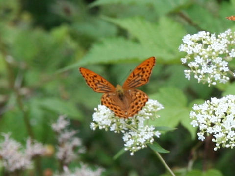 Argynnis paphia