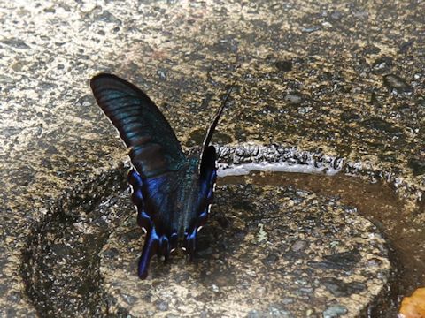 Papilio maackii