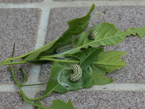 Pryeria sinica