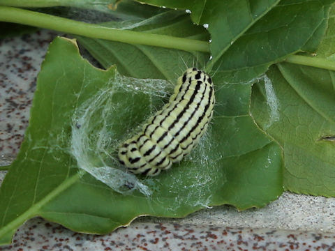Pryeria sinica