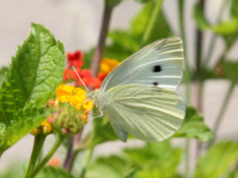 Pieris rapae