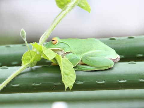 Rhacophorus arboreus