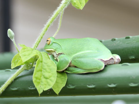 Rhacophorus arboreus