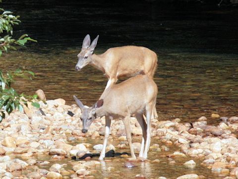 Odocoileus hemionus