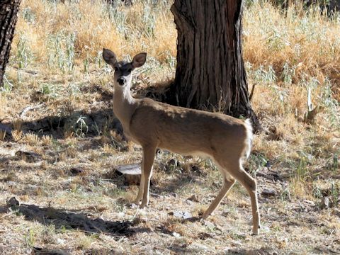 Odocoileus hemionus