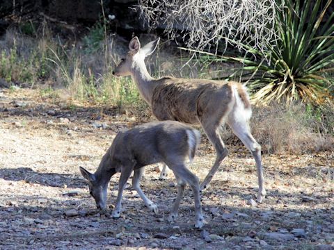 Odocoileus hemionus