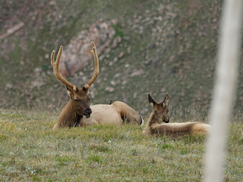 Odocoileus hemionus