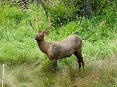 Odocoileus hemionus