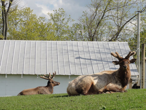 Odocoileus hemionus