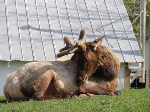 Odocoileus hemionus