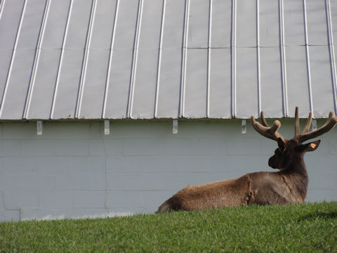 ミュールジカ Odocoileus Hemionus