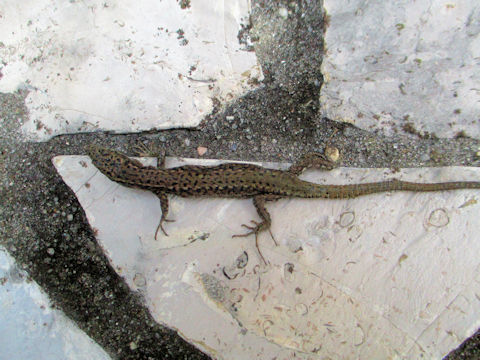 Podarcis muralis