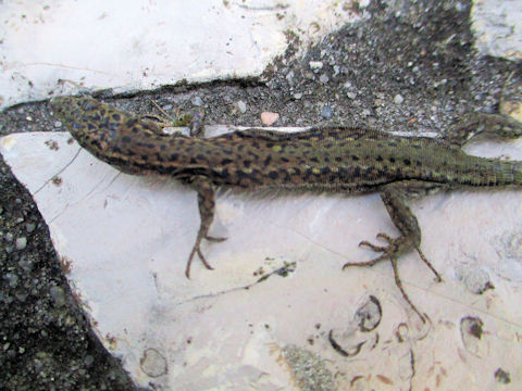 Podarcis muralis