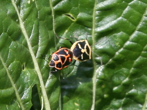 Eurydema rugosa