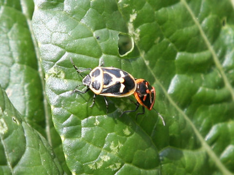 Eurydema rugosa