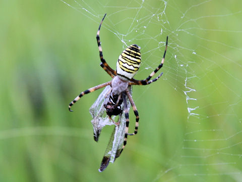 Argiope bruennichii