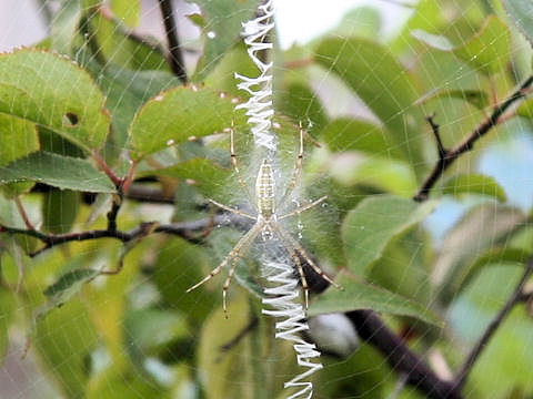 Argiope bruennichii