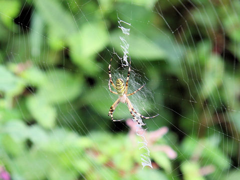 Argiope bruennichii