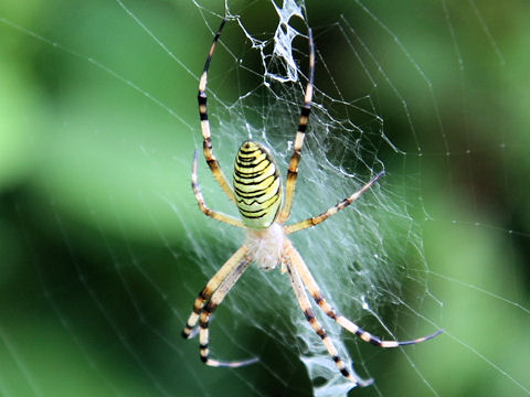 Argiope bruennichii