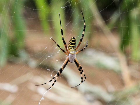 Argiope bruennichii