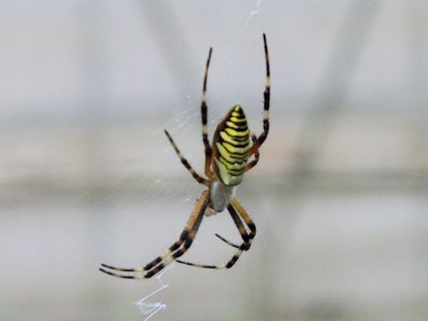 Argiope bruennichii