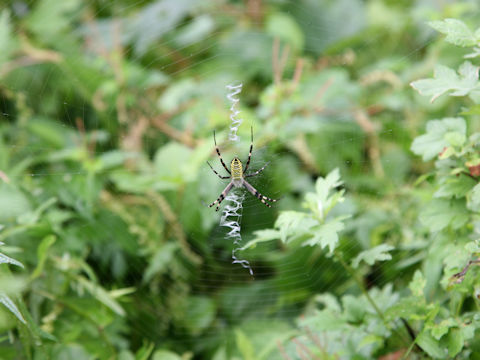 Argiope bruennichii