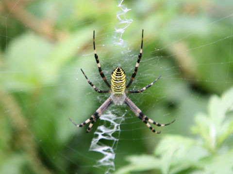 Argiope bruennichii