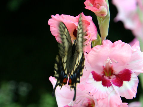 Papilio xuthus