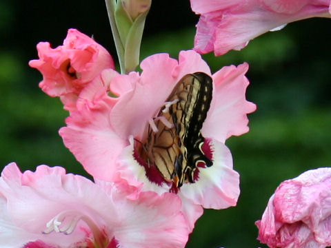 Papilio xuthus