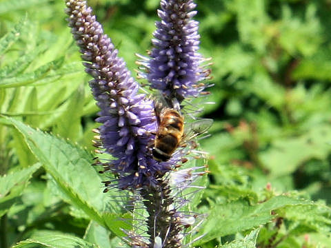 Eristalis tenax