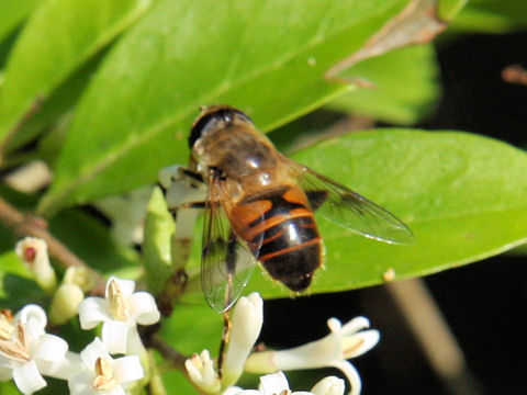 Eristalis tenax