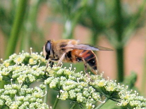 Eristalis tenax