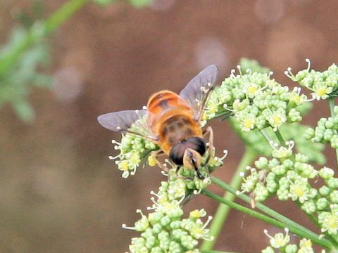 Eristalis tenax