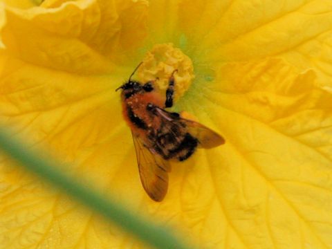 Eristalis tenax