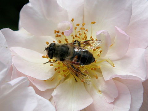 Eristalis tenax